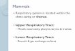 Respiratory Systems: Gas Transport & Website/10...Lubricates and allows two layers to slide past one another during ventilation Mammalian Lungs Mammals Energy needed to ventilate the