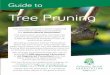 Tree Pruning - Arboricultural Association · Tree Pruning. Pruning – why, how and when How a tree works Before we discuss pruning, we need to consider what a tree is and how it