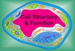 Cell Structure & Function - Dublin City Schools cell notes info... · Cell Structure & Function  . Cell Theory ... Cell Parts Organelles – a tiny structure that