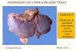PATHOLOGY OF LIVER & HEPATOBILIARY SYSTEMpeople.upei.ca/eaburto/Liver4/Liver-L4-15.pdf · Pathologic Basis of Veterinary Disease , ... pig. The liver is ... PATHOLOGY OF LIVER & HEPATOBILIARY