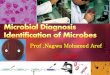 Prof .Nagwa Mohamed Aref Micro320 - KSU Facultyfac.ksu.edu.sa/sites/default/files/Identification_of_the_microbes.pdfHow to identify unknown specimens ????? ... Microbe Identification