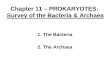 Chapter 11 – PROKARYOTES: Survey of the Bacteria … Chapter 11.pdfChapter 11 – PROKARYOTES: Survey of the Bacteria & Archaea 2. The Archaea 1. The Bacteria Important Metabolic