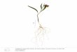 Boiss. & Huet subsp. (Boiss. & Noë) Rix - Fritillaria Icones name of specimen Fritillaria crassifolia Boiss. subsp. Kurdica (Boiss. & Noë) Rix in Kew Bull., 29 (4): 638 (1974 publ