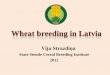 Wheat breeding in Latvia - Valsts Stendes graudaugu ... · Wheat breeding in Latvia ... branched wheat, rye • Treating wheat grain with radiation Branched wheat ... Title: PowerPoint