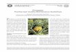 Pineapple: Postharvest Quality-Maintenance … Postharvest Quality-Maintenance Guidelines ... Duarte 2011). Quality ... bach 1985). Pre-harvest shading, 