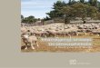Managing sheep in droughtlots - Australian Wool … 2 Managing sheep in droughtlots: a best practice guide introduction Why establish a droughtlot? 3 Welfare requirements 4 Site selection