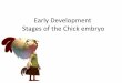 Early Development Stages of the Chick embryo - kau 8.pdf · C.S. through the trunk region of 48 hours chick embryo with lateral body fold Neural tube ... 72 Hour Chick Embryo through