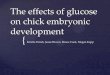 The effects of glucose on chick embryonic development · The effects of glucose on chick embryonic development ... •~72 hour glucose addition were observed 3 days ... Shell-less