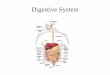 Digestive System - SRM University · Digestive System Organization • Gastrointestinal (Gl) tract (Alimentary canal) – Tube within a tube – Direct link/path between organs 