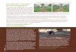Intensification écologique des plantations d'hévéa en zones …horizon.documentation.ird.fr/exl-doc/pleins_textes/... ·  · 2015-02-27CIHEAM-IAMM Cirad Consortium du CGIAR CNRS