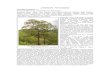 LEGUMINOSAE Pterocarpus santalinus - Home: ENVIS … santalinus.pdf ·  · 2014-05-15Common English name s : Red Sandal wood, Red Sanders ... Pterocarpus santalinus L. f. – Flower