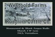 Westgold Farms Ltd. & Rusylvia Cattle Co.transconlivestock.com/uploads/210sale.pdfWelcome to my 10th annual bull sale. New for this year is that Rusylvia Cattle Co.--Ken, Josie, Tyson,