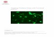 Targeting Oxidative Stress with Functional Polymerclamator.its.uu.se/uploader/271/MTB-13-018-Liu-Haijiao-report.pdf · Targeting Oxidative Stress with Functional Polymer Haijiao Liu