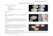 Felted Dryer Balls - cf.ltkcdn.netcf.ltkcdn.net/crafts/files/3006-Felted-Dryer-Balls.pdf Felted Dryer Balls Things You Will Need: • 100% wool yarn • Ruler • Scissors • Old