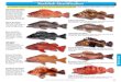 Rockfish Identification - Washington · throat. Two light saddle ... Rockfish Identification. Waington Sport fiing rule: ... definition page 10. rOCkfISH - You may not land CANARY