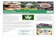 Thames Valley Environmental Records entre - TVERC Winter newsletter 2013.pdf · range of typical ancient woodland plants including wood melick, wood anemone, woodruff, ... and inset