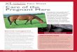 Fact Sheet care of the Pregnant mare - Vets in Derby ... Sheet The pregnant mare needs special management considerations in order to optimise the chance of the successful delivery