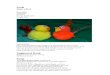 baptistcfm.org.aubaptistcfm.org.au/.../sites/22/2016/06/Week-1-Birds.docx · Web viewMake a Bird Materials: PomPoms Feathers Orange Cardboard Googly Eyes Instructions: Glue small