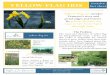 YELLOW-FLAG IRIS invasive fact sheet Yellow- Yellow - … plant contains toxins that cause minor skin irritation. Wear appropriate clothing to prevent resinous substances from contacting