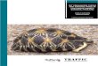Pet freshwater turtle and tortoise trade in Chatuchak … FRESHWATER TURTLE AND TORTOISE TRADE IN CHATUCHAK MARKET, BANGKOK,THAILAND CHRIS R.SHEPHERD VINCENT NIJMAN A TRAFFIC SOUTHEAST