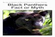 By Carole Baskin of Big Cat Rescue in Tampa, Florida Black ... · By Carole Baskin of Big Cat Rescue in Tampa, Florida Black Panthers Fact or Myth. ... have seen black ... both these
