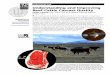 Understanding and Improving Beef Cattle Carcass Qualityanrcatalog.ucanr.edu/pdf/8130.pdf · Understanding and Improving Beef Cattle Carcass Quality ... (or the corresponding marbling