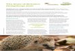 The State of Britain’s Hedgehogs 2015 · The State of Britain’s Hedgehogs 2015 Hedgehogs past Hedgehogs occur widely, but sparsely, in Britain (see box on page 4) and are scarce