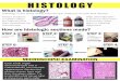 HISTOLOGY - University of Wisconsin–Madison and...HISTOLOGY What is histology? How are histologic sections made? MICROSCOPIC EXAMINATION Histology is the study of the microscopic