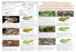Note: Color varies greatly within species. DO NOT use ... Chorus Frog--Pseudacris regilla ... Note: Color varies greatly within species. DO NOT use color as your main indicator. cranial