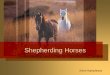 Shepherding Horses - Kommissie vir Getuienisaksie Some boast in chariots and some in horses, But we will boast in the name of the LORD, our God. Psalms 20:7 (NASV)Riding Horses in