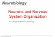 Neurons and Nervous System Organizationanimalphys.butlerlab.org/wp-content/uploads/sites/2/2017/11/10a... · Neurons and Nervous System Organization ... Sensory (skin, sense organs)