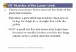 VII. Muscles of the Lower Limb - Tracy Unified School … Physiology...Copyright © 2006 Pearson Education, Inc., publishing as Benjamin Cummings VII. ... Copyright © 2006 Pearson