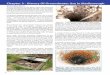 Chapter 3 - History Of Groundwater Use In Marlborough · 8 settlement of the Wairau Plain in the mid-nineteenth century, the surveyors had to live on logs in the swamps, like beavers