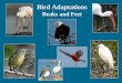 Bird Adaptations Beaks and Feet - Tale of Chipilotaleofchipilo.com/pdf/2013/instructionalresources/ppt/Bird...Bird Adaptations Beaks and Feet . Birds have different kinds of beaks