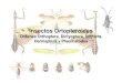 Entomologia - II Unidad - Orthopteroidesucv.ve/fileadmin/user_upload/facultad_agronomia/Imagenes/Entomo... · Philippe Blanchot Alexander Wild Daniel Kronauer Bio-images FAO. Title:
