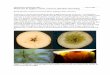 P LABORATORY MSU 27 J 2014 Watercore in Apples ... LABORATORY, MSU 27 JULY 2014 Watercore in Apples: Causes, concerns, detection and sorting Randy Beaudry, Department of Horticulture,