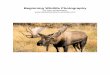 Beginning Wildlife Photography - Bob Armstrong's Wildlife... · PDF fileWildlife Photography Photographing wildlife is perhaps one of the most challenging yet rewarding types of photography