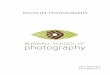 Wildlife Photography - bsop.ca · PDF fileDigital Darkroom tools for the Wildlife Photographer ..... 32 RAW tools ... Wildlife Photography Workshops and Tours