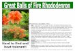 Hard to find and - Grower's Outlet · Rhododendron ‘Great Balls of Fire’ • Use: Great Balls of Fire is right! Early to mid-spring flowering and sure to attract pollinators