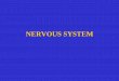 NERVOUS SYSTEM - Warner Pacific Universityclasspages.warnerpacific.edu/BDuPriest/BIO 102/Lecture 15 Nervous...Quick Quiz: The autonomic nervous system is part of the ... sympathetic