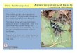 How To Recognize Asian Longhorned Beetle - UMass … · Asian Longhorned Beetle (Anoplophora glabripennis) ... Look at the following slides to determine if Asian Longhorned ... -Body