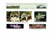 floraisons août 2016 diverses/16-08-floraisons...! Maxillaria!!variabilis!! Mexique,!Amérique!Centrale,!Colombie,!Equateur!!! ! Paphiopedilum!!St.!Swithin! ... ! PhalaenopsisVenus!!hyb.!Phalaenopsis!hyb.!!