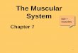 The Muscular System - cdn.compknowhow.comcdn.compknowhow.com/brodheadschooldistrict/resourcefiles/Ch. 7... · • ~ 700 skeletal muscles ... Skeletal Muscle Tissue Review ... –Separates