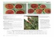 with Vitazyme application Vitazyme Field Tests for 2016 ...vitalearth.com/wp-content/uploads/2017/02/Watermelons-2016.pdfThis program has been shown to be an excellent adjunct to watermelon