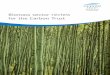 Biomass sector review for the Carbon Trust · Biomass sector review for the Carbon Trust. Contents ... Trust commissioned Paul Arwas Associates and Black & Veatch ... This review