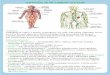 Biologija OŠ - Vedežvedez.dzs.si/datoteke/mp-bio-os.pdf ·  · 2011-05-09• Kapilare ali lasnice – so najtanjše žile v telesu. ... • osmoza – pojav, ko proste molekule