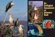 An Ecological Assessment of Johnston Atoll - Tripod.comveteransinfo.tripod.com/johnstonisland.pdfJohnston Atoll was added to the United States National Wildlife Refuge system in 1926