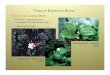 Tropical Rainforest Biome - University of …courses.botany.wisc.edu/botany_422/Lecture/pdf/Rainforest2b.pdfwater tanks (water storage) - Bromeliaceae ... Rhizophora mangle - red mangrove