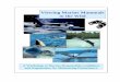 Viewing Marine Mammals in the Wild - National … Marine Mammals in the Wild: A Workshop to Discuss Responsible Guidelines and Regulations for Minimizing Disturbance A Pre-Conference