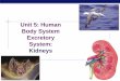 Unit 5: Human Body System Excretory System: Kidneys · 21.01.2014 · Body System Excretory System: Kidneys . Regents Biology ... Regents Biology Human kidney